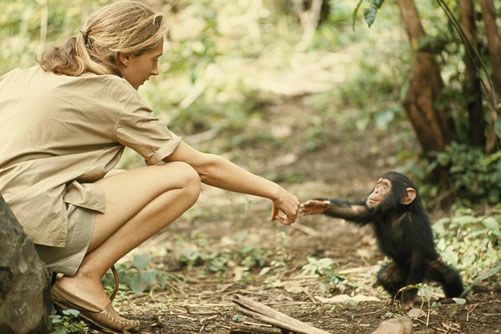 Chimpanzee Tracking in Tanzania
