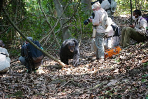 Chimpanzee Trekking Tanzania