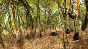 Chimpanzees Tanzania