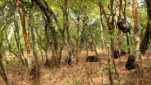 Price of Chimpanzee Trekking in Tanzania
