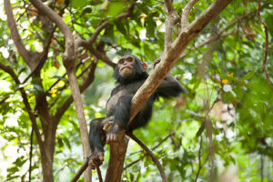 Cost of chimpanzee trekking in Tanzania