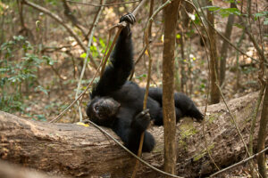 Price of Chimpanzee Trekking in Tanzania