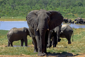 The top places to see wildlife in Africa