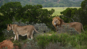 Where to see the best wildlife in Africa