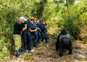 Where to see wildlife in Africa