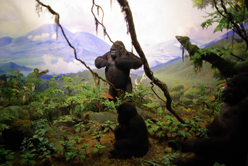 Are gorillas aggressive to humans?