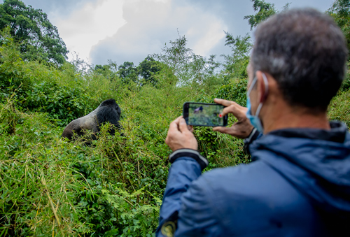 Gorilla aggression towards humans