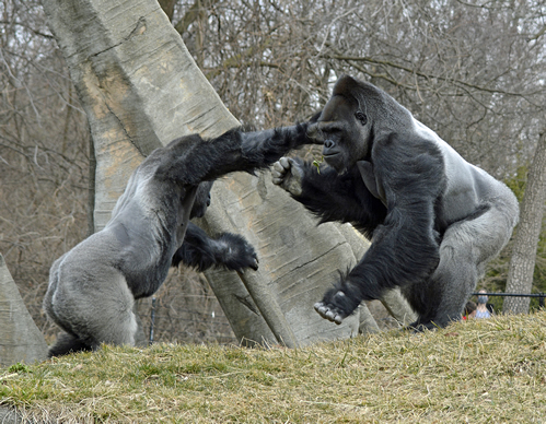 How to act when a gorilla becomes aggressive 