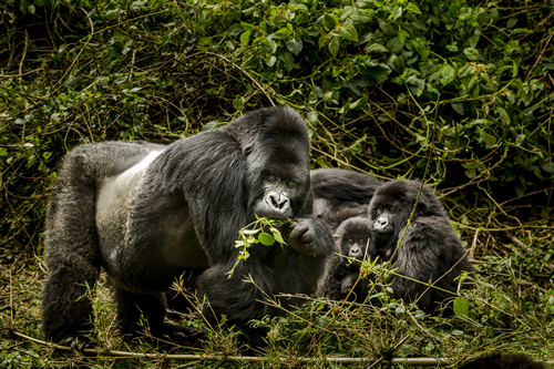 Are Gorillas Dangerous to Humans