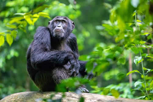 The Cost of Chimpanzee Permits in Uganda and Rwanda