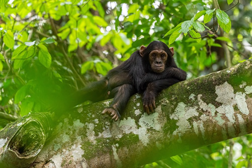 The cost of Chimpanzee permit in Uganda