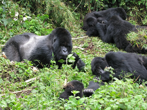 Why gorillas become aggressive