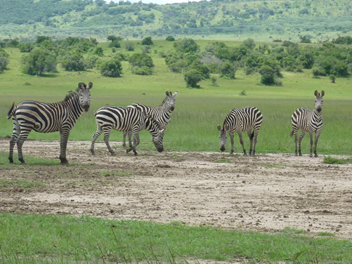 Cost of a safari in Akagera park