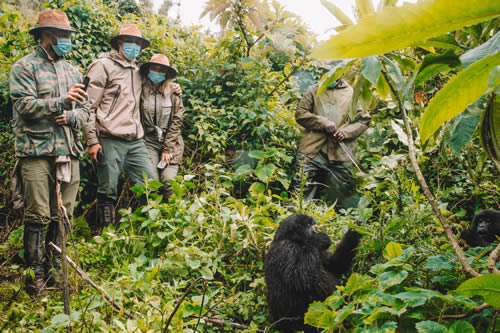 3 Days Rwanda Gorilla Safari