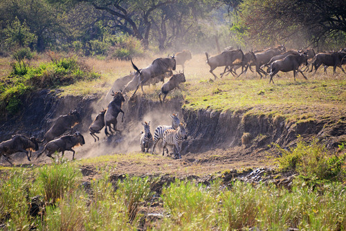 Grumeti River Crossing in Tanzania