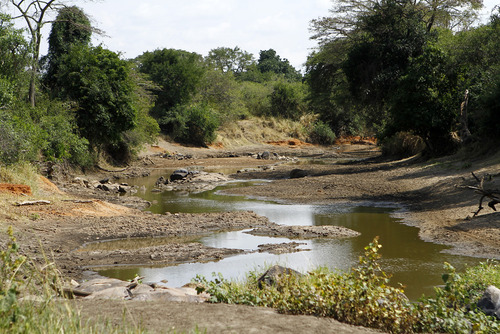 The Grumeti River Crossing in Tanzania