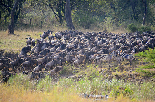 Wildebeest close to River Grumeti