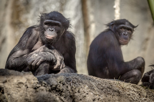 Bonobo