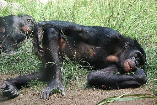 Bonobos