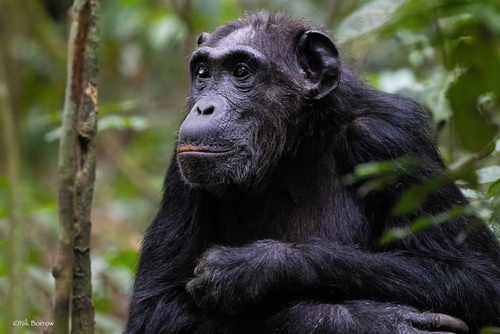 Chimpanzee