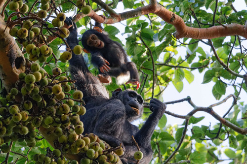 Common Chimpanzees
