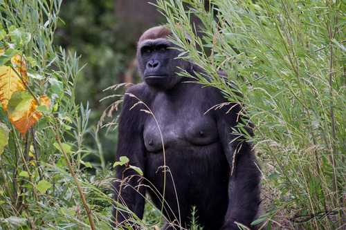 Difference between gorillas and chimpanzees