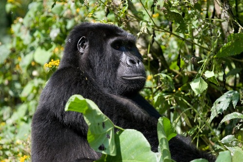 Mountain gorilla