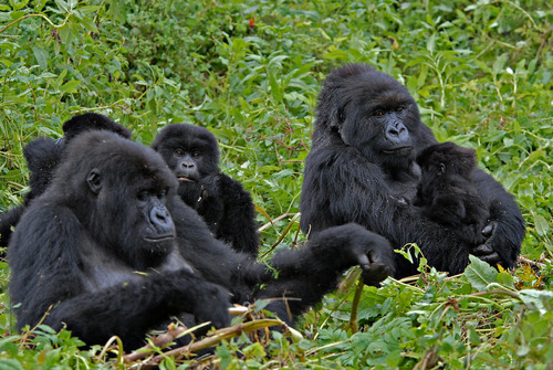 Mountain gorilla family