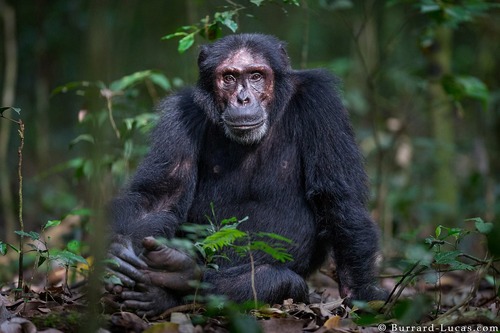 The common chimp