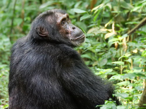 The common chimpanzee