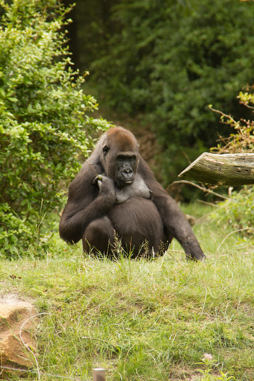 The western lowland gorilla