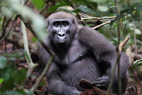 Western lowland gorilla