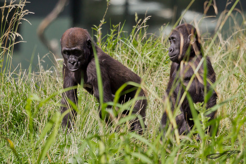 Young western lowland gorillas