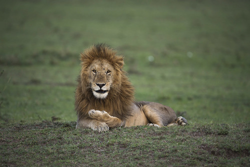 15 days Rwanda, Uganda and Kenya Safari