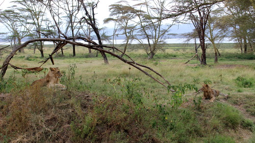 15 days Kenya, Uganda and Rwanda wildlife tour