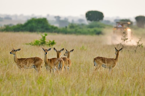 15 days Rwanda Uganda Kenya tour