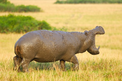 15 days Uganda Rwanda Kenya safari