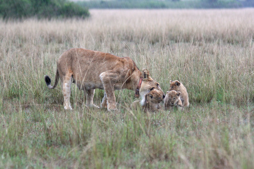 15 days Uganda, Rwanda and Kenya wildlife safari