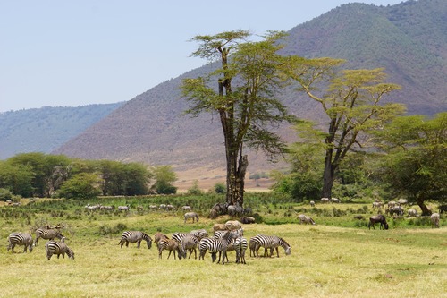 2 Days Ngorongoro Crater Safari