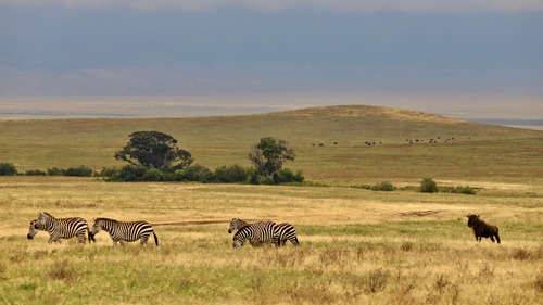 2 Days Ngorongoro Wildlife Safari