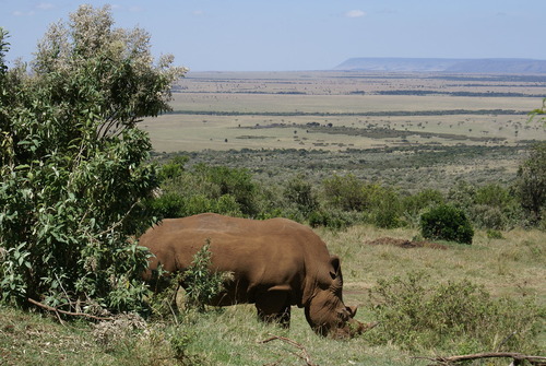 3 day Masai Mara flying safari