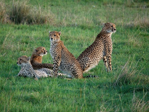 3 Days Masai Mara flying Itinerary