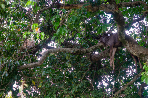 3 days Masai Mara flying package