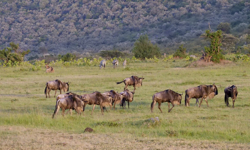 3 days Masai Mara Flying Safari