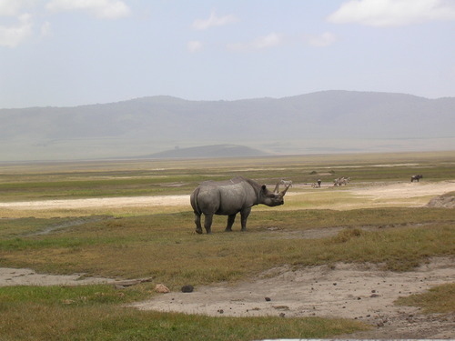 4 days Ngorongoro and Serengeti safari