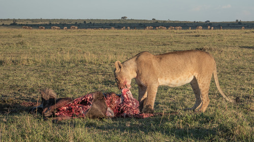 4 Days Ngorongoro Crater and Serengeti Safari