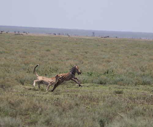 4 days Serengeti and Ngorongoro Safari