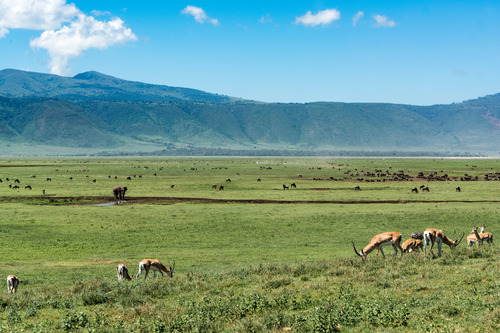 4 Days Tanzania safari in Ngorongoro and Serengeti