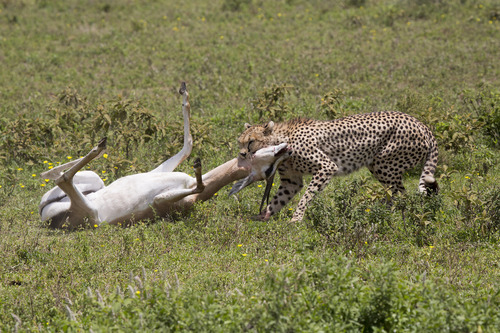 4 days safari in Serengeti and Ngorongoro