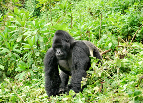 Gorilla Charging